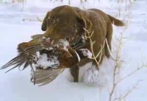 20081129003 Dog in a snow with a dead bird - H&H Shooting Sports