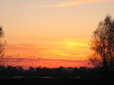 The holiday season is also a great time to do some wildlife watching---whether you're participating in a Christmas Bird Count or otherwise. Image by Andrew Swan.