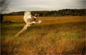 Oklahoma_Pheasant